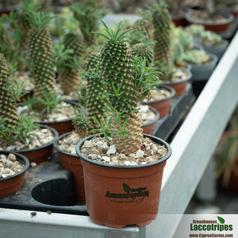 Euphorbia bupleurifolia cv Sotetsu Kirin