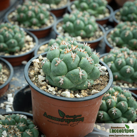 Coryphantha elephantidens unguispinum