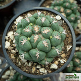 Coryphantha elephantidens unguispinum