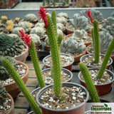 Bolivicereus samaipatanu