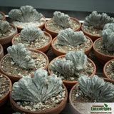 Astrophytum myriostigma cristata