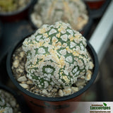 Astrophytum asterias hanazono