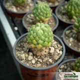 Mammillaria longimamma monstrosus