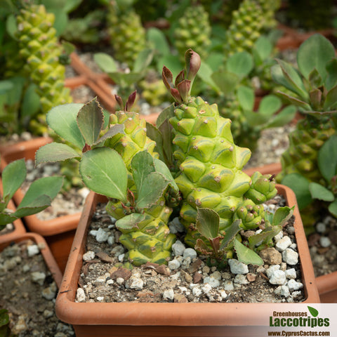 Monadenium ritchiei variegata