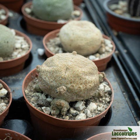 Pseudolithos migiurtinus