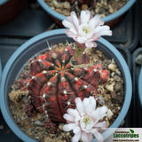 Gymnocalycium mihanovichii variegata