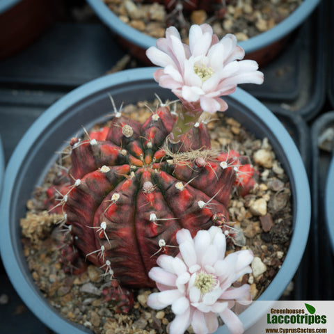 Gymnocalycium mihanovichii variegata