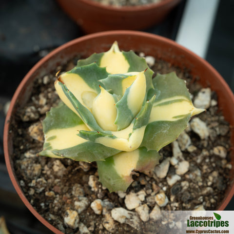 Agave potatorum verschaffeltii variegata 'Medio-picta'