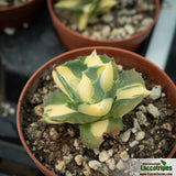 Agave potatorum verschaffeltii variegata 'Medio-picta'