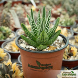 Haworthia pumila cv. Angel's Tears