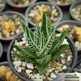 Haworthia pumila cv. Angel's Tears