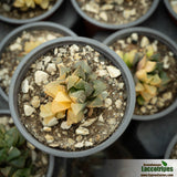 Haworthia heidelbergensis variegated