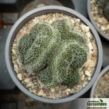 Lobivia densispina cristata