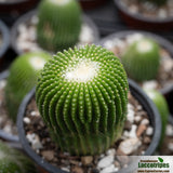 Notocactus leninghausii Inermis