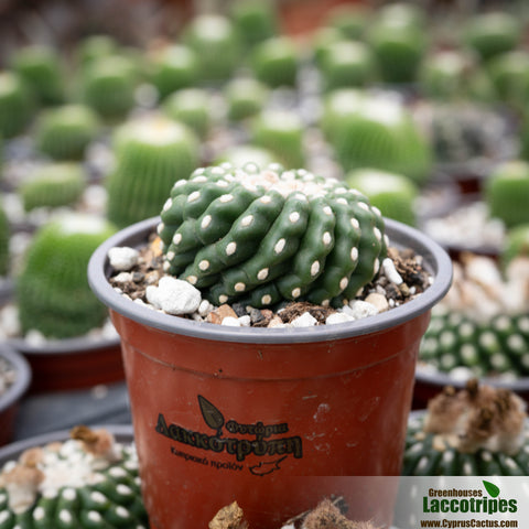 Notocactus uebelmannianus 'Inermis'