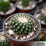Notocactus uebelmannianus 'Inermis'