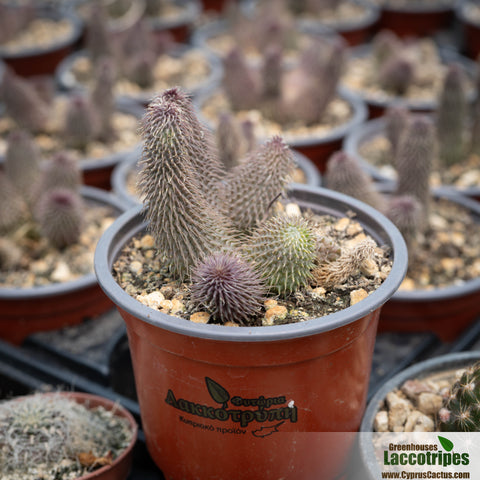 Stapelianthus pilosus