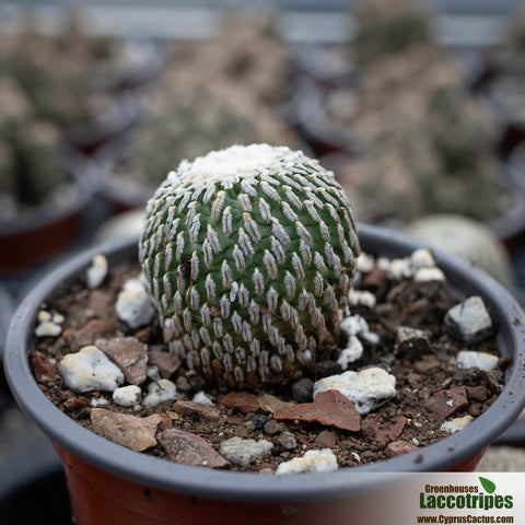 Turbinicarpus valdezianus