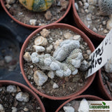 Solisia pectinata f. cristata