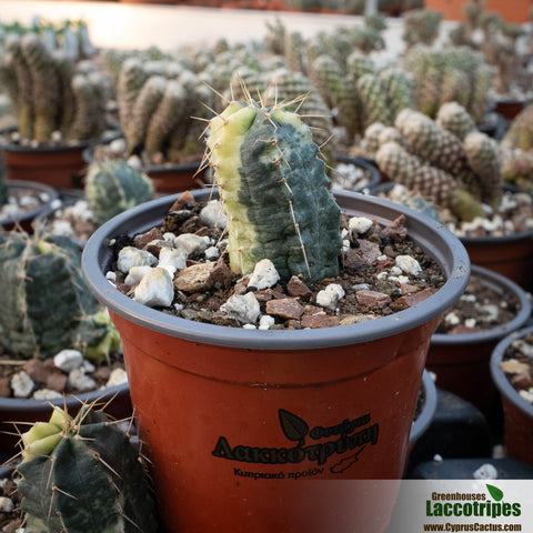 Echinocereus knippelianus variegata