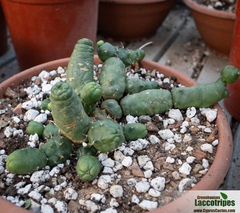 Echinocereus pentalophus inermis