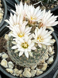 Mammillaria napina