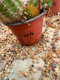 Trichocereus Hybrid Red