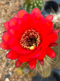 Trichocereus Hybrid Fairy Red