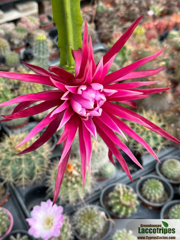 Hylocereus bruni