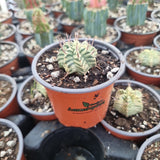 Euphorbia meloformis f. variegated