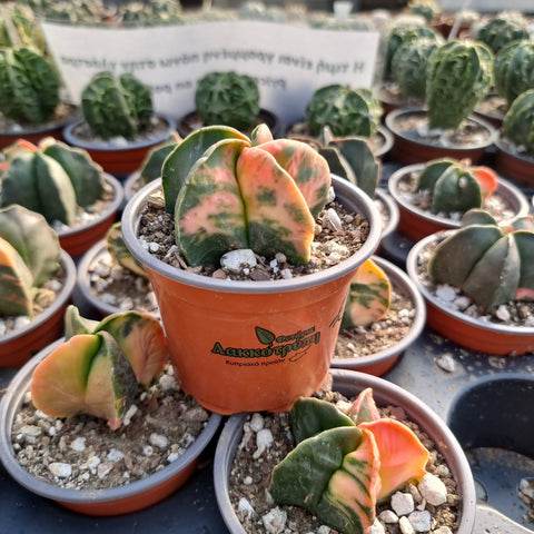 Astrophytum myriostigma variegated