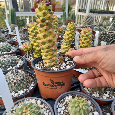 Monadenium ritchii variegated