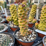 Monadenium ritchii variegated