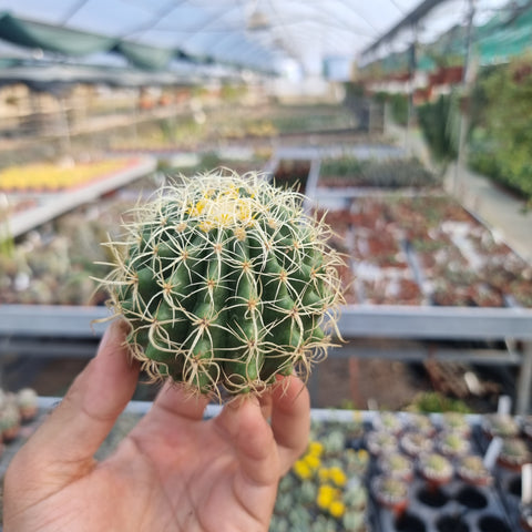 Echinocactus grusonii  Kraukopf