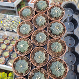 Astrophytum asterias star-shape