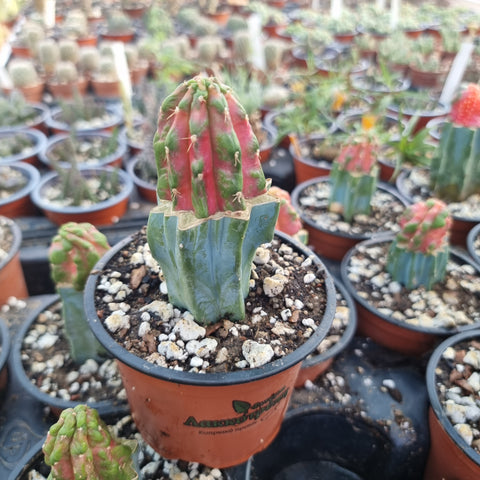 Myrtillocalycium POLYP    (Chimera)