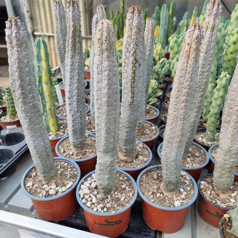 Euphorbia abdelkuri grafted.