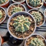 Gymnocalycium vatteri single spine
