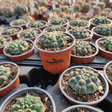 Gymnocalycium vatteri single spine