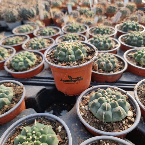 Gymnocalycium vatteri single spine