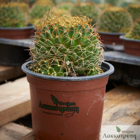 Mammillaria camptotricha