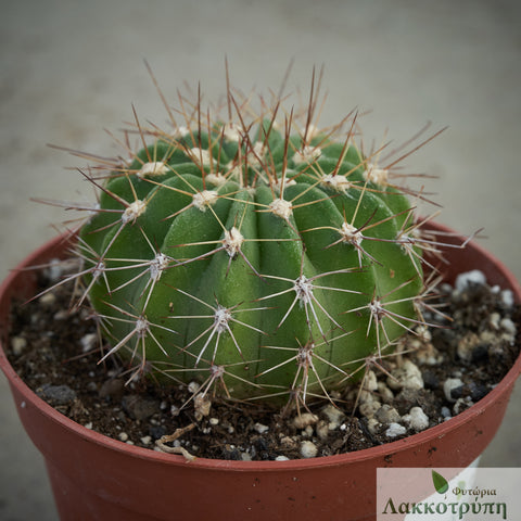 Acanthocalycium spiniflorum
