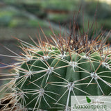 Acanthocalycium violaceum