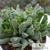 Adromischus cristatus
