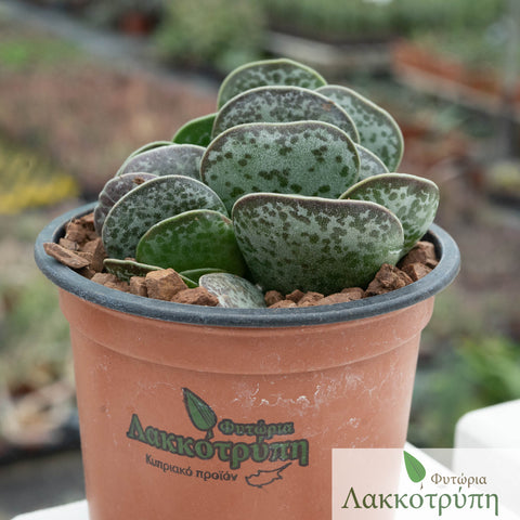 Adromischus maculatus