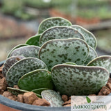 Adromischus maculatus