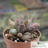 Adromischus marianiae herreri