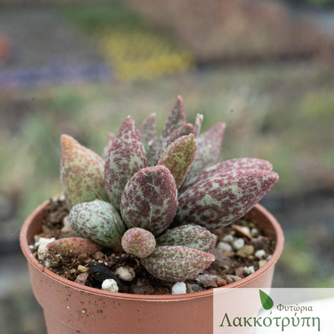 Adromischus marianiae herreri