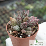 Adromischus marianiae herreri