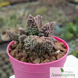 Adromischus marianiae